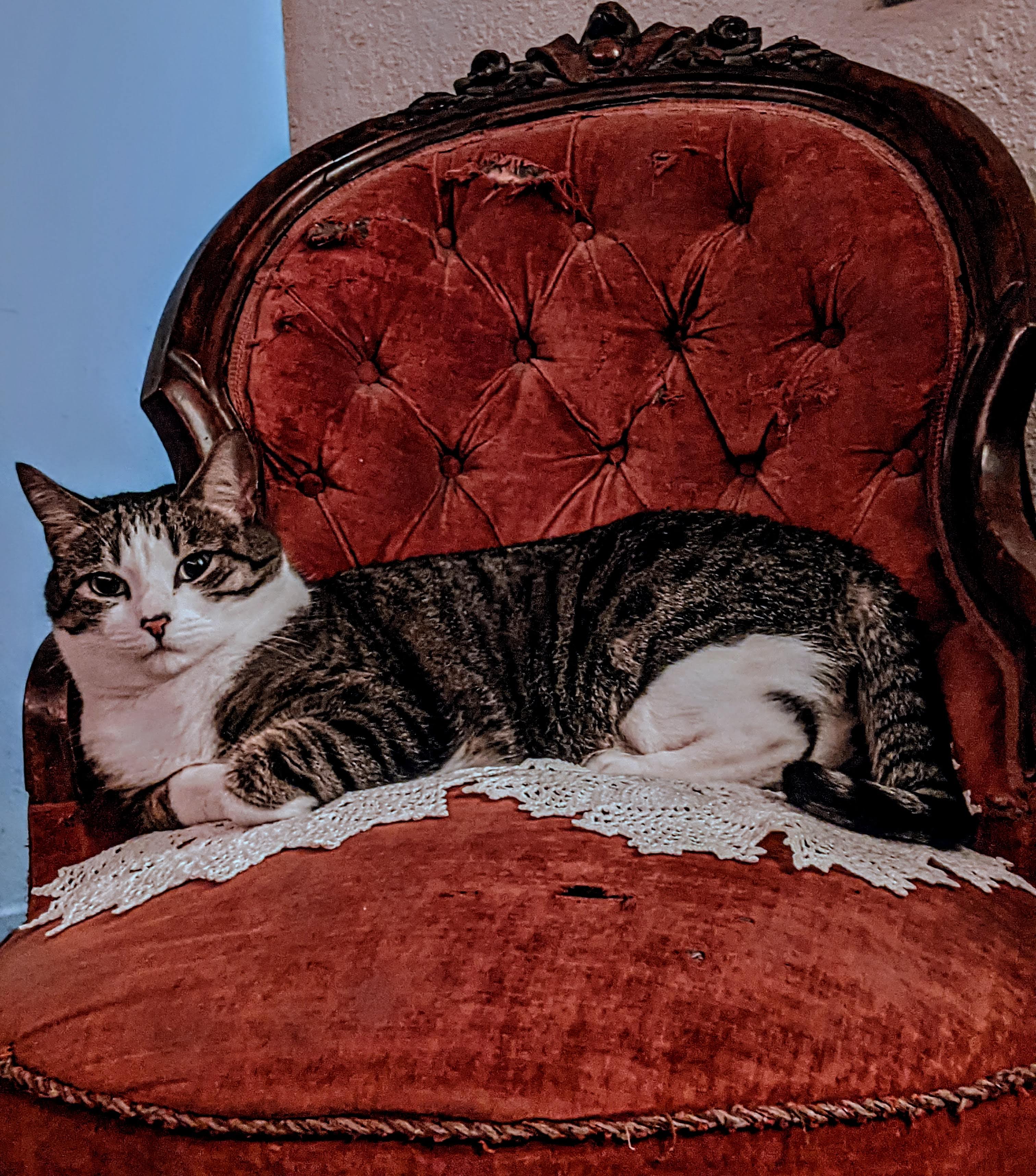 Photo of Maple looking regal in an antique chair.